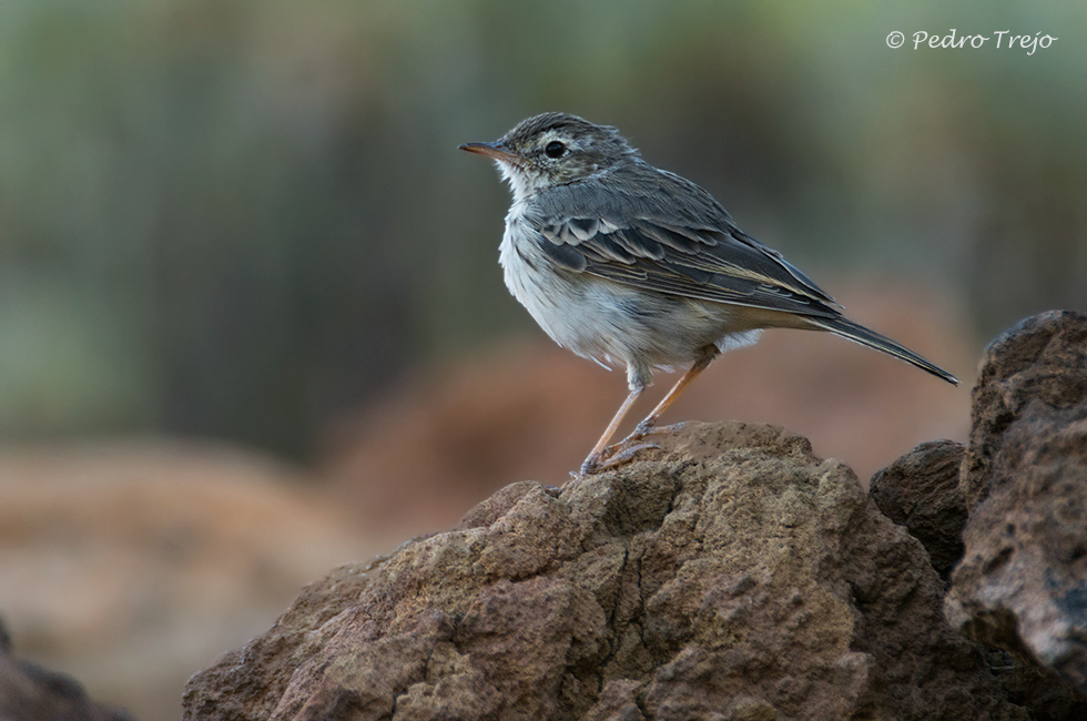 Bisbita caminero (Anthus bethelotii)